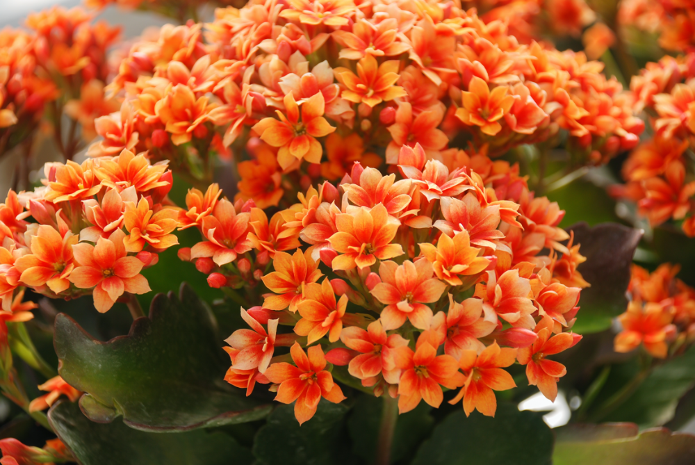 Fioriture 